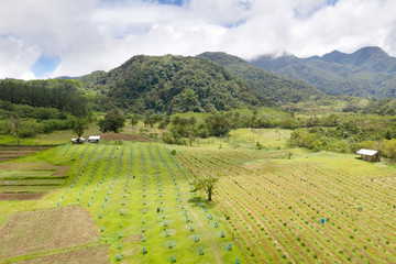Fototapeta na wymiar Farm on Camiguin Island, Philippines. Cock farm and vegetable gardens, a top view. Tropical landscape with hills in the countryside.