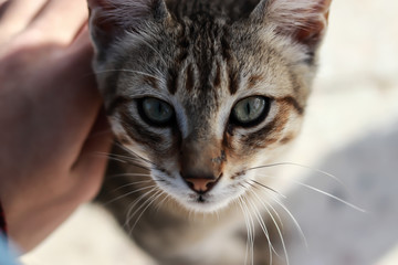 portrait of cat with blue eyes