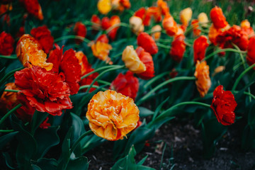 tulips in the garden