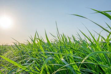 Imperata cylindrica green sky bright with sunlight