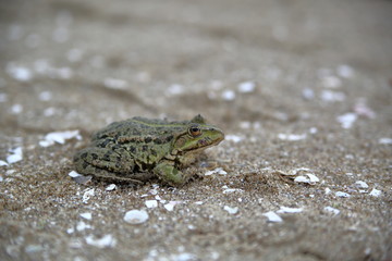 Green toad / frog sits alone on beach close up macro