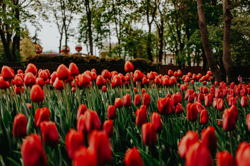 field of red tulips