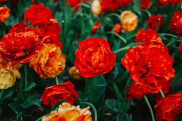 Obraz premium field of red tulips