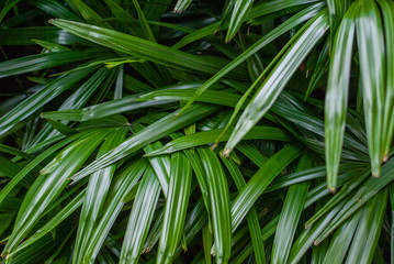 Green leaves pattern background, Natural background and wallpaper