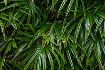 Green leaves pattern background, Natural background and wallpaper