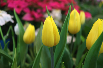 Fototapeta premium Yellow tulips in the garden with blurry pink and white flowers in background