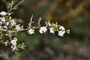 Twig with small white blackthorn flowers
