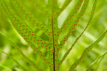 nature view of green leaf on blurred greenery background in garden with copy space for text using as summer background natural green plants landscape, ecology, fresh wallpaper concept