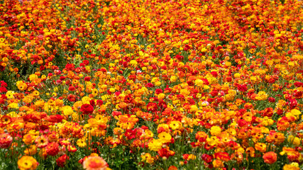Field of blooming red and yellow flowers of buttercups close up