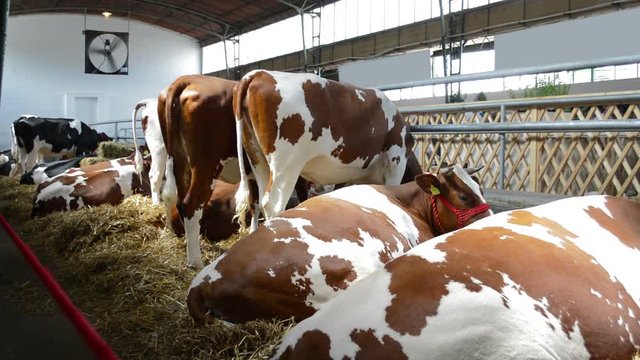 Simmental cows in the barn