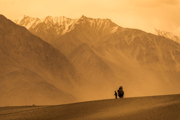 camel with people in desert 