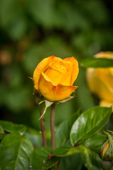 A Yellow Rose Bud