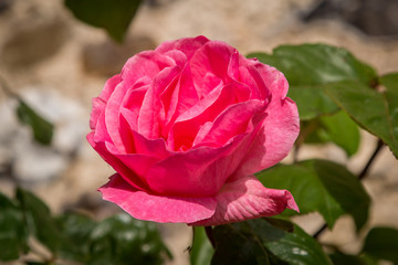 A Pink Rose with a Shallow Depth of Field