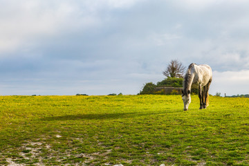 A Horse in a Field on a Sunny Morning