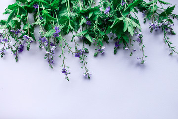 flowers on white background