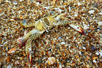 crab on the beach