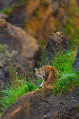 Eurasian lynx (Lynx lynx) © JUAN CARLOS MUNOZ