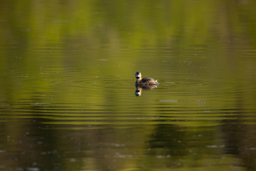Pied-billed grebe in spring plumage staring with startled look while floating in profile in lake with reflection of green vegetation, Léon-Provancher Marsh, Neuville, Quebec, Canada