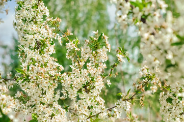 Blooming white cherry tree branch in the garden 