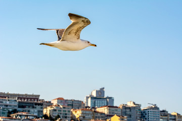 Seagull flock on blue sky background. Seagulls flying in blue sky. Flock of seagulls in sky