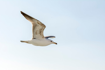 Seagull flock on blue sky background. Seagulls flying in blue sky. Flock of seagulls in sky