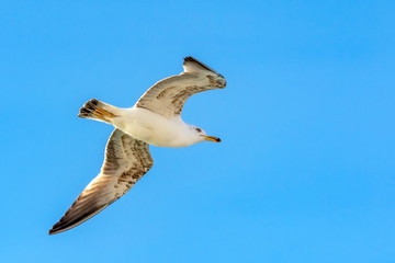 Seagull flock on blue sky background. Seagulls flying in blue sky. Flock of seagulls in sky