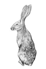 Graphic hand-drawing in pencil. Sketch of a hare isolated on white. Vintage style. Realistic drawing of a rabbit. © Olga Sayuk