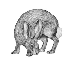 Graphic hand-drawing in pencil. Sketch of a hare isolated on white. Vintage style. Realistic drawing of a rabbit. © Olga Sayuk