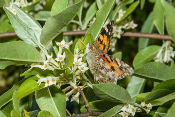 Obraz na płótnie Canvas Butterfly Vanessa cardui (Linnaeus, 1758) is on a branch of a blooming Elaeagnus umbellata.