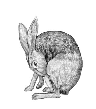 Graphic hand-drawing in pencil. Sketch of a hare isolated on white. Vintage style. Realistic drawing of a rabbit.