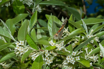 Butterfly Vanessa cardui (Linnaeus, 1758) is on a branch of a blooming Elaeagnus umbellata.