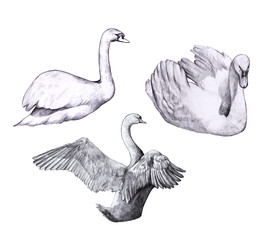 Fototapeta premium Collection of drawn swans. Beautiful birds drawn in pencil on a white background. Swans in different poses. Sketch style. Vintage pencil drawing.