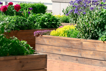 Raised beds in an urban garden growing plants herbs spices and vegetables