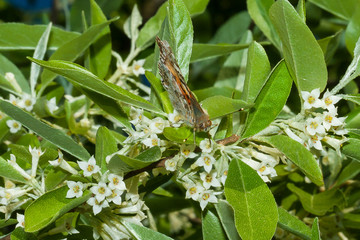 Butterfly Vanessa cardui (Linnaeus, 1758) is on a branch of a blooming Elaeagnus umbellata.