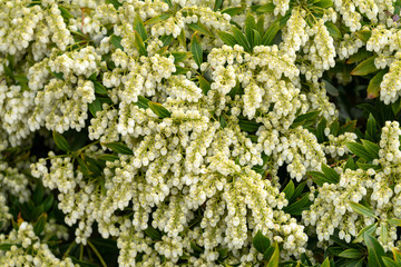 flowering Blueberry shrub, bush in summer garden.