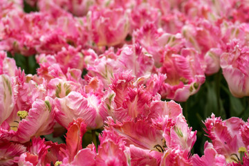 Bright pink parrot tulip flowers in park, garden.