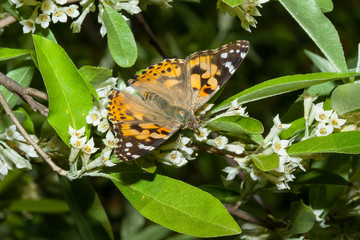 Butterfly Vanessa cardui (Linnaeus, 1758) is on a branch of a blooming Elaeagnus umbellata.