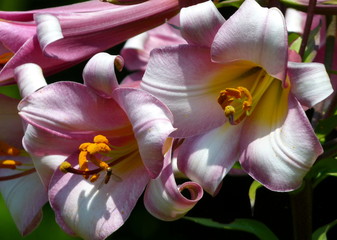 Weiß-rosa blühende Lilien