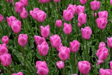 Fototapeta premium pink tulip flowers in spring garden, park.