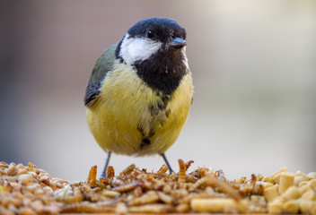 Blue Tit