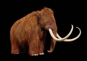 woolly mammoth, prehistoric mammal isolated on black background
