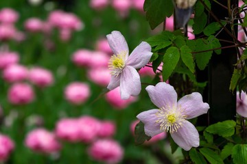 pink Clematis 'Mayleen'. A climbing plant in a Cottage garden setting with tulips on the background.