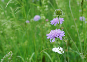 knautia arvensis blüht auf der Weide, Wiesenblume 