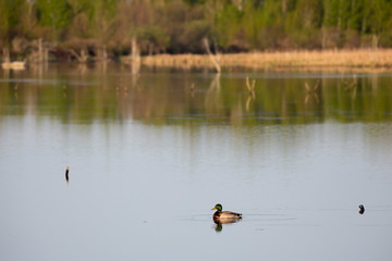  Male Mallard duck floating  in profile in lake with reflection of green vegetation in the background during a sunny spring morning, Léon-Provancher Marsh, Neuville, Quebec, Canada