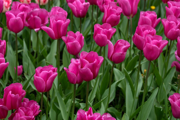 pink tulip flowers in spring garden, park.