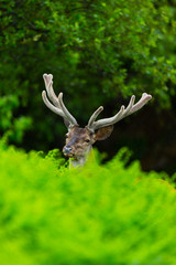 Red deer (Cervus elaphus)