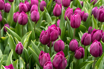 Purple tulip flowers in spring garden, park.