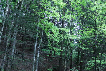 Wald und Bäume auf dem Wirthsberg im Allgäu