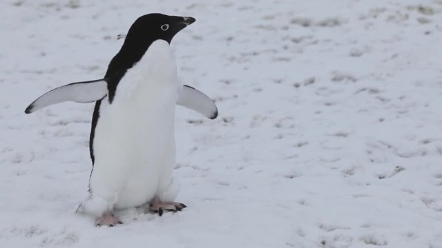 adelie penguin in Antarctica, antarctic wildlife, portrait of bird flapping its wings flippers