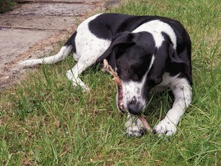 Chewing on a stick